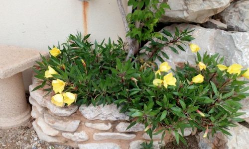 Fleurs devant garage