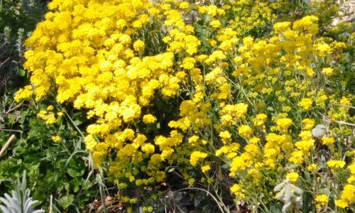 Fleurs jaune