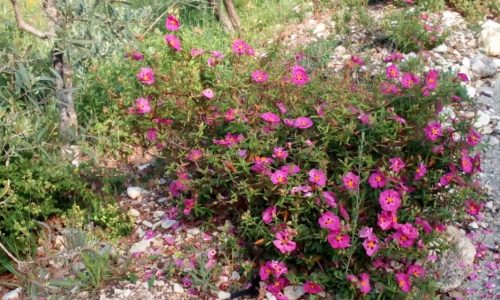 La villa allée béton fleurs