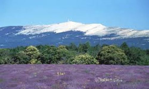 ventoux lavande